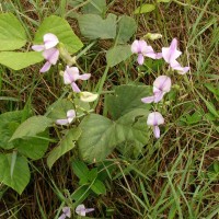 Neustanthus phaseoloides (Roxb.) Benth.